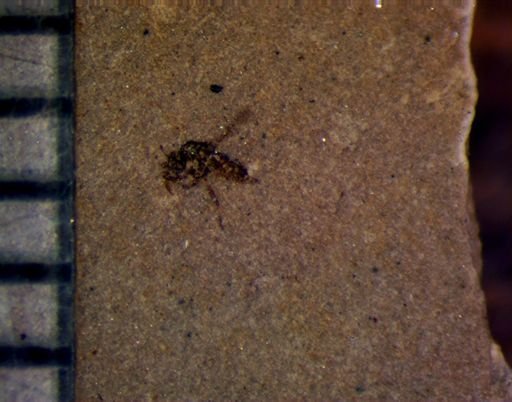 undet. Diptera