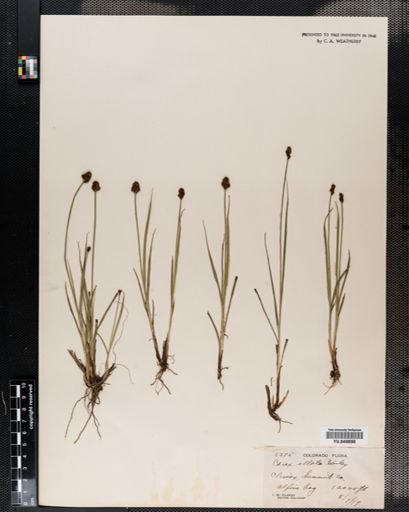 Carex