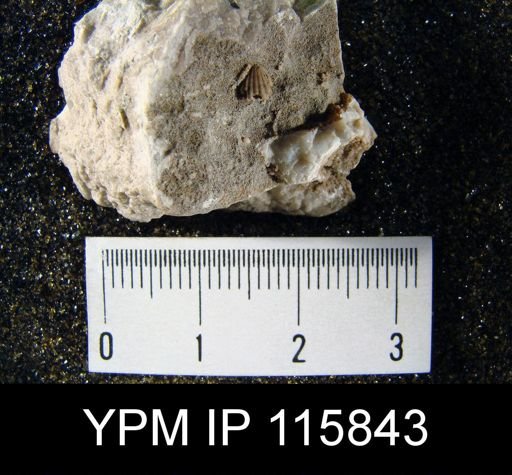 Hustedia microplicata?