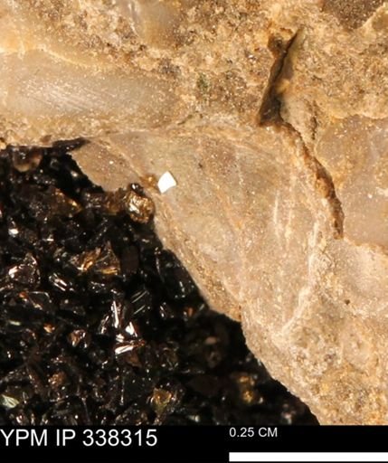 Protocardia subquadrata
