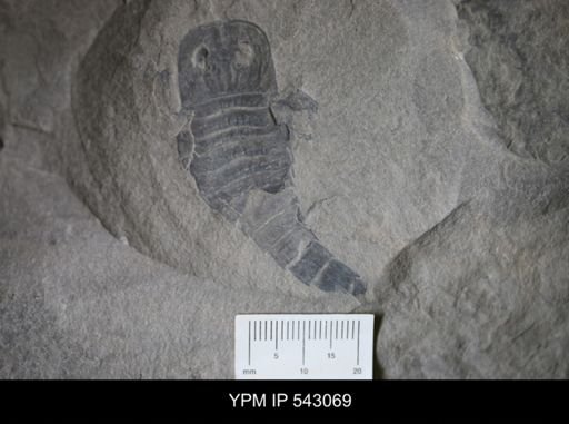 undet. Eurypterida
