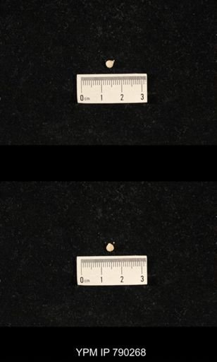 Hustedia huecoensis