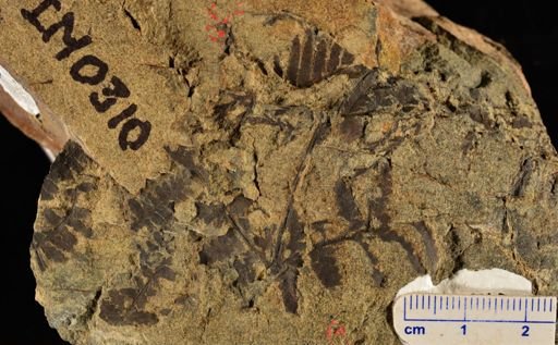 Microphyllopteris delicata