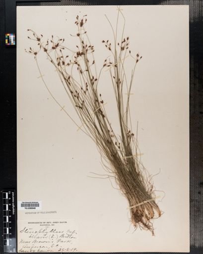 Bulbostylis capillaris