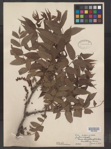 Juglans nigra