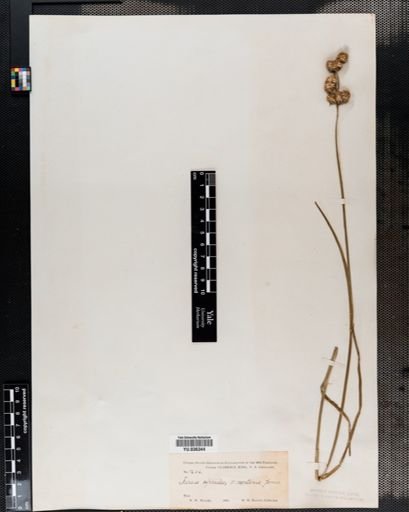 Juncus