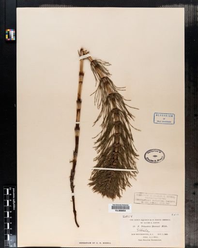 Equisetum