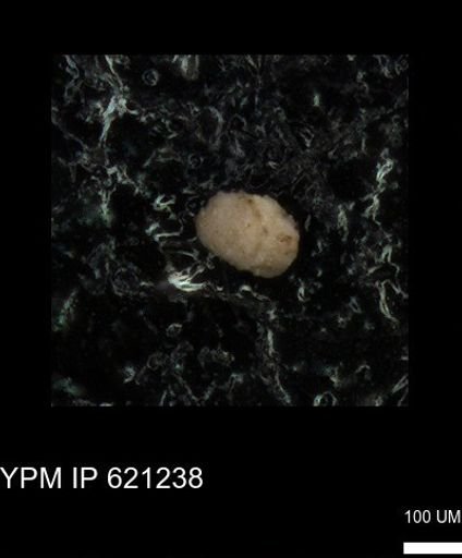 undet. Foraminiferida