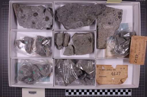 mixed taxa, stratigraphic collection