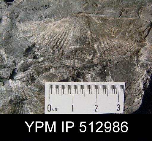 Syringothyris texta