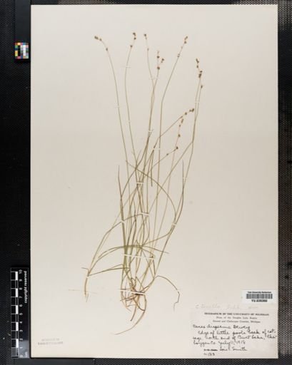 Carex disperma