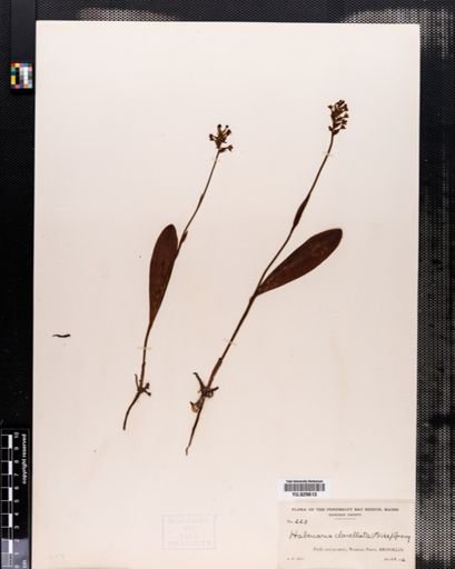 Habenaria clavellata