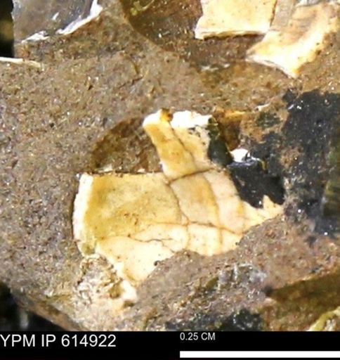 Limopsis? striatopunctatus