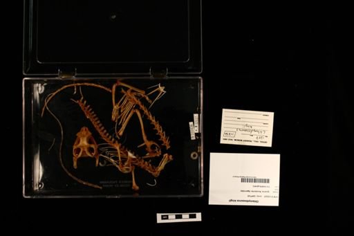Chlamydosaurus kingii