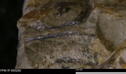 undet. Bivalvia
