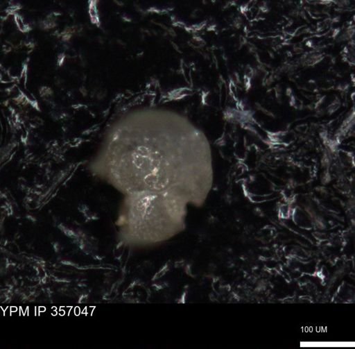 undet. Foraminiferida
