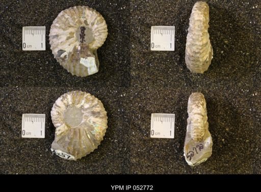 Jeletzkytes nebrascensis