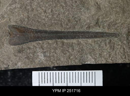 Eurypterus dekayi