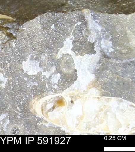 Mollusca