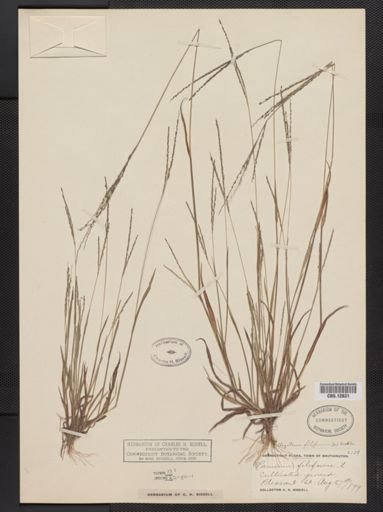 Digitaria filiformis