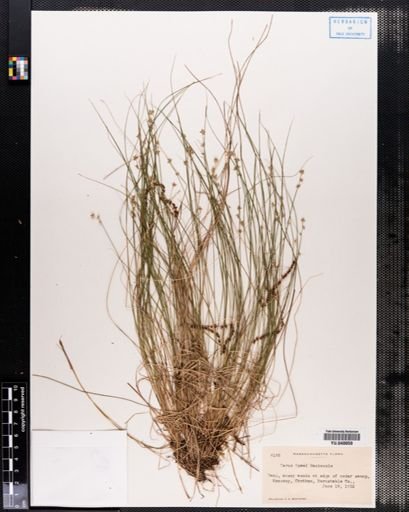 Carex howei