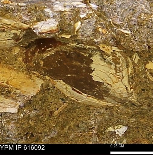 undet. Bivalvia