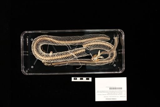 Crotalus molossus
