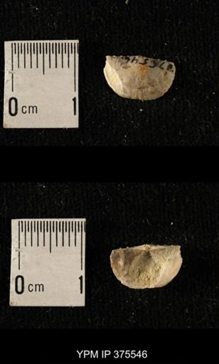 Chonetes granulifer