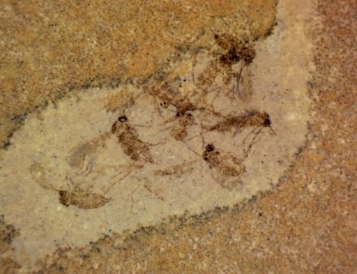 undet. Insecta