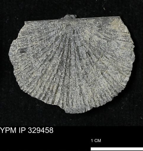 Stropheodonta demissa