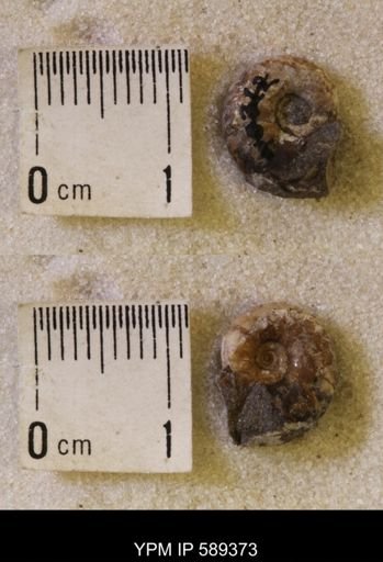 undet. Scaphitidae