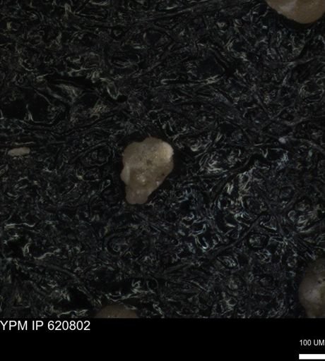 undet. Foraminiferida