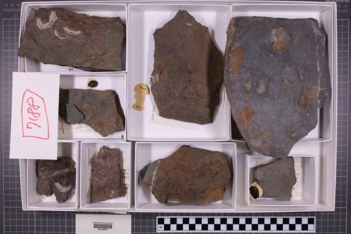 mixed taxa, stratigraphic collection