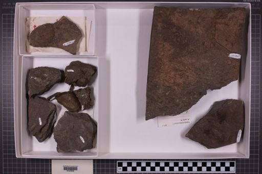 mixed taxa, stratigraphic collection