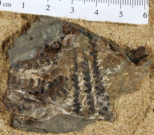 Pagiophyllum tenuifolium