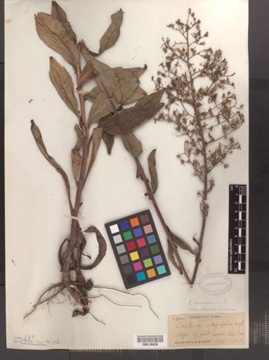 Lactuca canadensis var. obovata