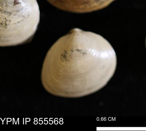Limopsis striatopunctatus