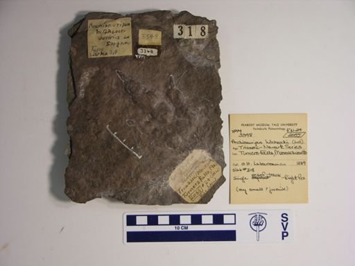 Anchisauripus hitchcocki