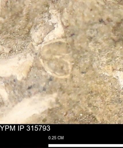 undet. Bivalvia