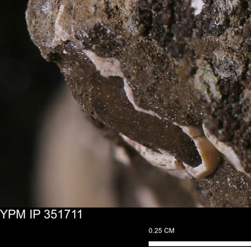 undet. Bivalvia