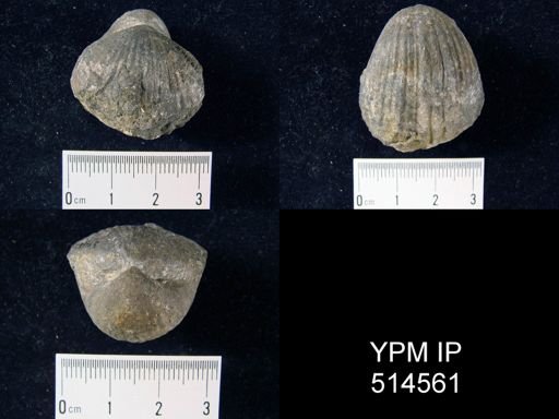 Gypidula coeymanensis