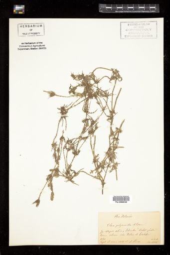 Chara polyacantha