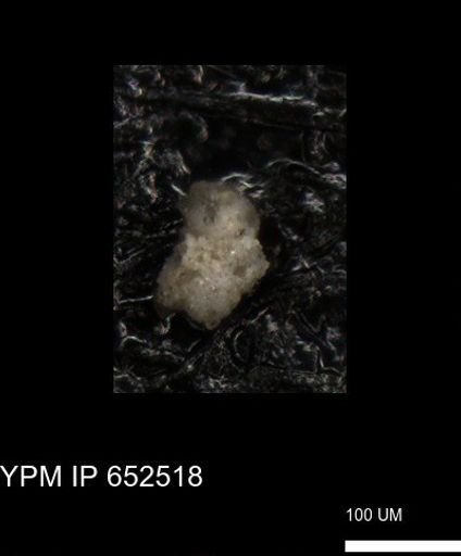 undet. Foraminiferida