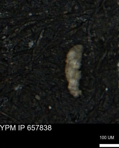 Verneuilinoides kansasensis