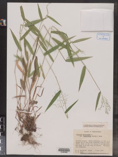 Plantae