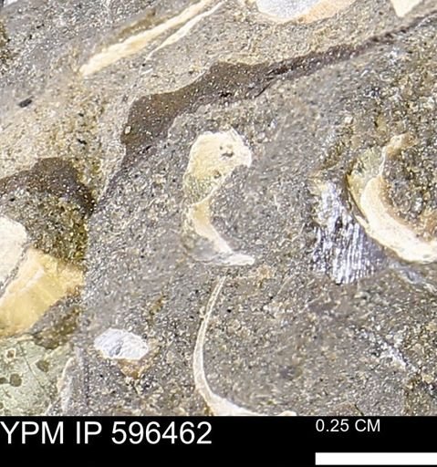 undet. Mollusca