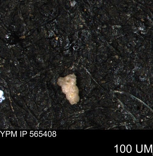 Verneuilinoides kansasensis