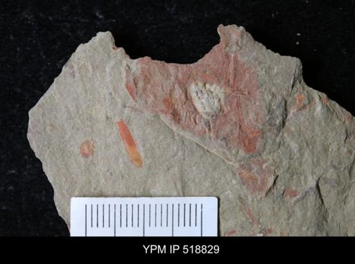 undet. Stylophora