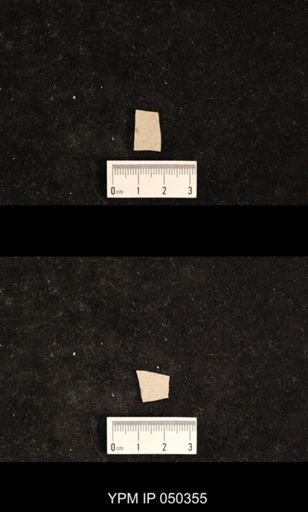 undet. Hexapoda