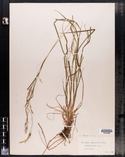 Carex sprengelii